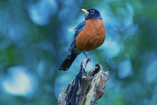 Robin perch